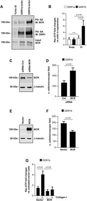 The Collagen Receptor Discoidin Domain Receptor 1b Enhances Integrin β1-Mediated Cell Migration by Interacting With Talin and Promoting Rac1 Activation